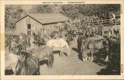 Senior Training-Horsemanship Postcard