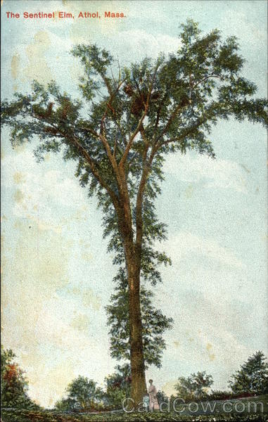 The Sentinel Elm Athol Massachusetts