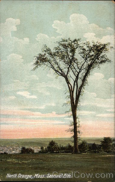 Sentinel Elm North Orange Massachusetts