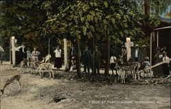 Deer at Paxtang Park Postcard