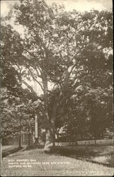 Olde Bedford Oak Massachusetts Postcard Postcard