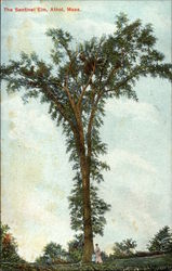 The Sentinel Elm Postcard