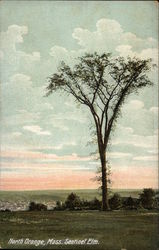 Sentinel Elm North Orange, MA Postcard Postcard