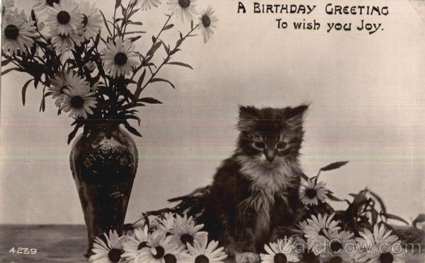 A Birthday Greeting Cats