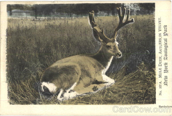 Mulf Deer, New York Zoological Park