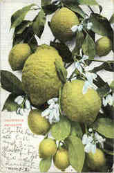 California Products Lemons Fruit Postcard Postcard