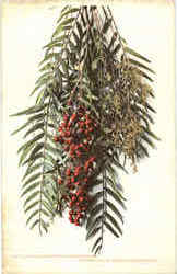 California Pepper Tree Blossoms And Fruit Postcard