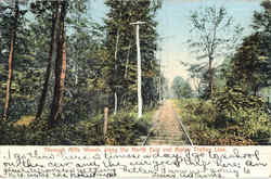 Through Mills Woods Railroad (Scenic) Postcard Postcard