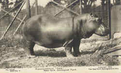 Hippopotamus Pete, New York Zoological Park Postcard