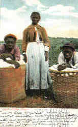 Cotton Picker's Black Americana Postcard Postcard