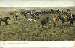 Cowboys Branding Cattle Postcard