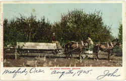 An Apple Orchard Postcard