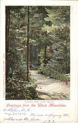 Greetings From White Mountains Postcard