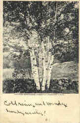 White Birches Postcard
