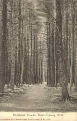 Enchanted Woods Postcard