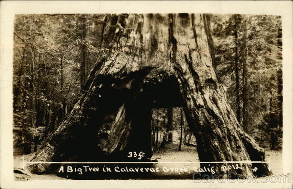 A Big Tree in Calaveras Grove Arnold California