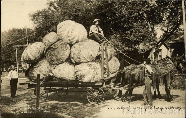 The Place we Grow Large Cabbage W. H. Martin Exaggeration