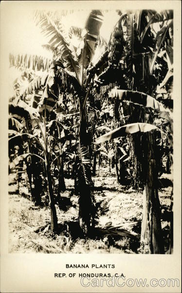 Banana Plants Honduras Central America