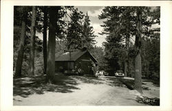 Cedar Crest Camp, 1950 California Postcard Postcard