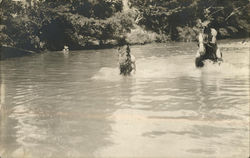 Riding Horses in Water Hawaii Postcard Postcard