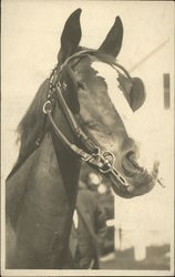Portrait of a horse with blinders Postcard