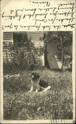 Beagle in Yard Postcard