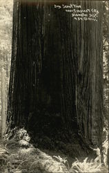 Boy Scout Tree Near Crescent City, Diameter 31 Feet Boy Scouts Postcard Postcard