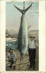 Record Marlin Swordfish Postcard
