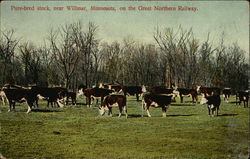 Pure-bred Stock on the Great Northern Railway Willmar, MN Postcard Postcard