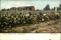 Tobacco Cutting on Wm. Henry's Place Enfield, CT Postcard Postcard