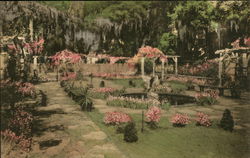 In Wormsloe Gardens, Isle of Hope Postcard