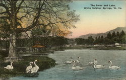 The Swan and Lake Postcard
