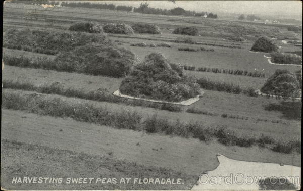 Harvesting Sweet Peas Floradale Pennsylvania