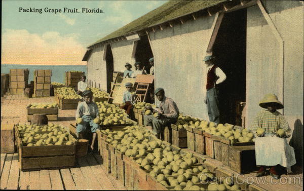 Packing Grape Fruit Florida