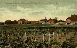 Panorama of Macdonald Agricultural College Postcard