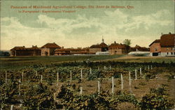 Panorama of Macdonald Agricultural College Ste. Anne de Bellevue, QC Canada Quebec Postcard Postcard