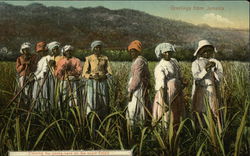 Greetings from Jamaica Postcard Postcard