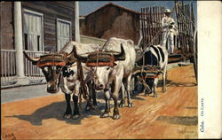 Ox carts Postcard