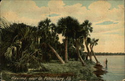 Maximo St. Petersburg, FL Postcard Postcard