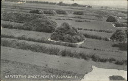 Harvesting Sweet Peas Floradale, PA Postcard Postcard