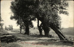The Willows, Kearsarge Road Postcard