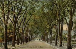 Tree Lined Hawthorn Street Tree Lined Hawthorn Street