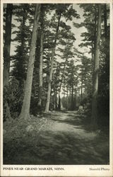 Pines Near Grand Marais, Minn. Postcard