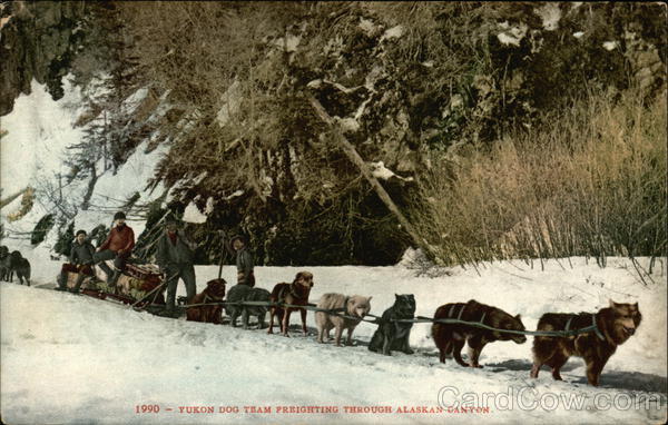 Yukon Dog Team Freighting Through Alaskan Canton