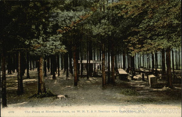 The Pines at Riverhurst Park, on W.N.Y. & P. Traction Co's lines Olean New York