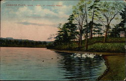 Fowl at Jamaica Pond Jamaica Plain, MA Postcard Postcard