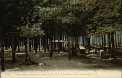 The Pines at Riverhurst Park, on W.N.Y. & P. Traction Co's lines Olean, NY Postcard Postcard