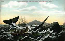 Sperm Whaling, The Capture, New Bedford, Mass. Fishing Postcard Postcard