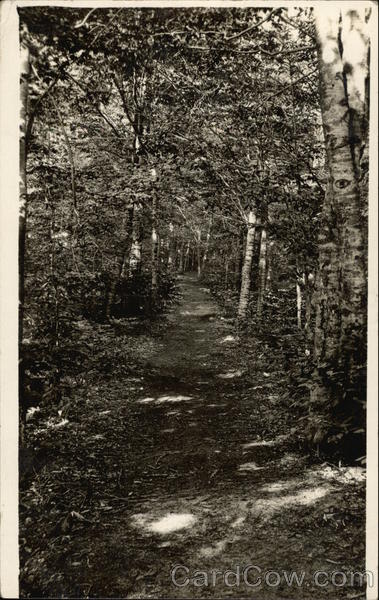 Woodland trail in summer Muskegon Michigan