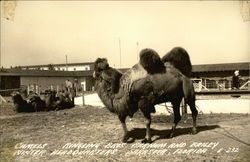 Camels at Ringling Bros. Barnum and Bailey Winter Headquarters Postcard